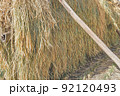 はざかけされたイネ 92120493