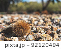 イガに包まれた栗の実 92120494