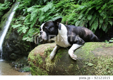 ゆずの里毛呂山町の景勝地宿谷の滝で楽しく遊んだ愛犬ボストンテリアのマイティ君が丸太に乗って一休みです 92121015
