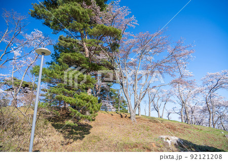 日本三景・松島　西行戻しの松公園の桜と青空（宮城県松島町） 92121208