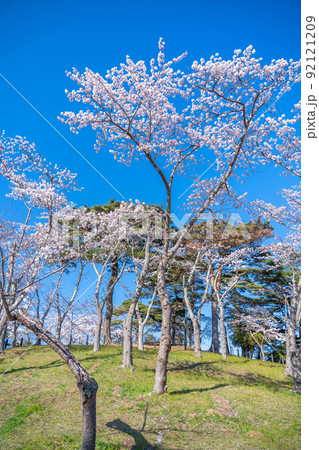 日本三景・松島　西行戻しの松公園の桜と青空（宮城県松島町） 92121209