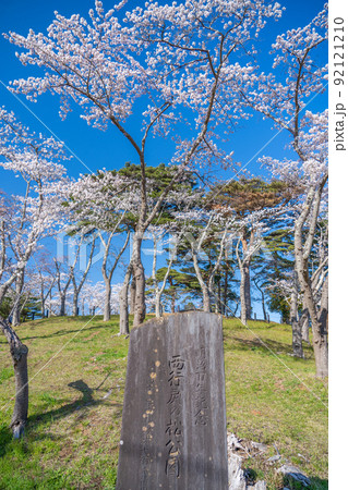 日本三景・松島　西行戻しの松公園の桜と青空（宮城県松島町） 92121210