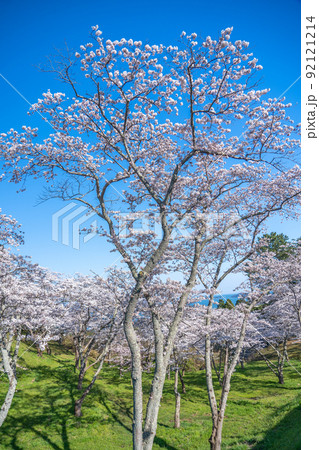 日本三景・松島 西行戻しの松公園の桜と青空(宮城県松島町) 日本三景・松島 西行戻しの松公園の桜と青空(宮城県松島町) 92121214