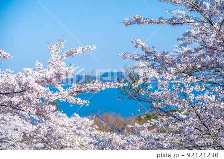 日本三景・松島　西行戻しの松公園から望む桜と青空の松島湾（宮城県松島町） 92121230