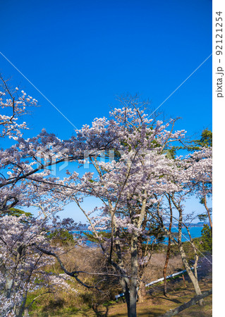 日本三景・松島　西行戻しの松公園から望む桜と青空の松島湾（宮城県松島町） 92121254