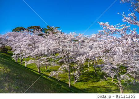 日本三景・松島　西行戻しの松公園から望む桜と青空（宮城県松島町） 92121255