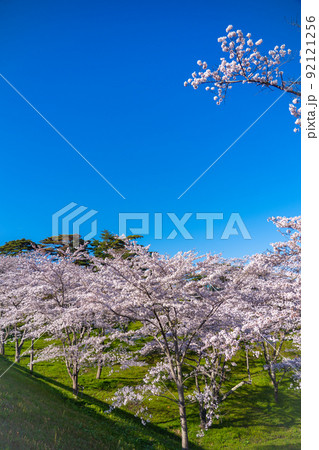 日本三景・松島　西行戻しの松公園から望む桜と青空（宮城県松島町） 92121256