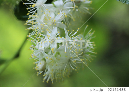 サワフタギの花 サワフタギの花 92121488