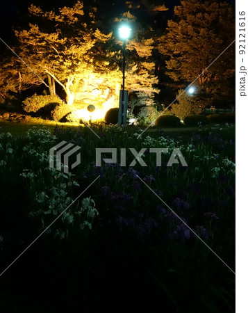 満開のアヤメ　あやめ　長井あやめ公園 92121616