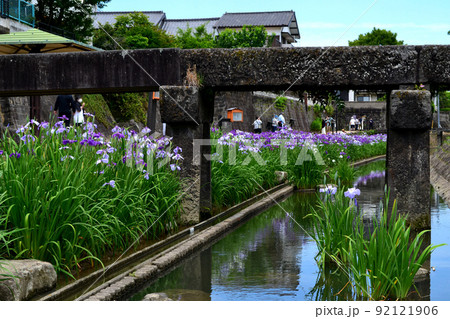 高瀬裏川花しょうぶまつり 歴史ある石橋、石垣と花しょうぶの風情ある風景 高瀬裏川花しょうぶまつり 歴史ある石橋、石垣と花しょうぶの風情ある風景 92121906