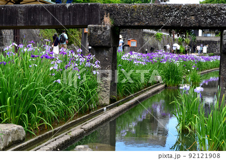 高瀬裏川花しょうぶまつり　歴史ある石橋、石垣と花しょうぶの風情ある風景 92121908