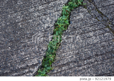 コンクリートのひび割れに生える雑草 92121979
