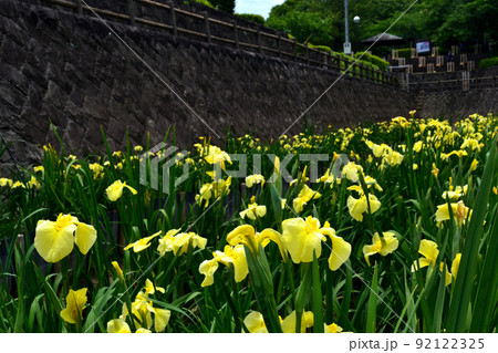 高瀬裏川花しょうぶまつり 歴史ある石橋、石垣と花しょうぶの風情ある風景 高瀬裏川花しょうぶまつり 歴史ある石橋、石垣と花しょうぶの風情ある風景 92122325