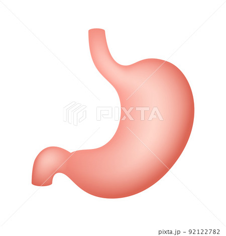 Stomach isolated on white background 92122782