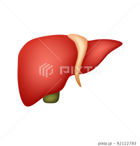 Liver isolated on white background Liver isolated on white background 92122783
