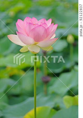 ふづきの池の蓮の花縦 92122837