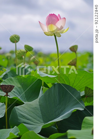 ふづきの池の蓮の花透かしとハチス 92122840
