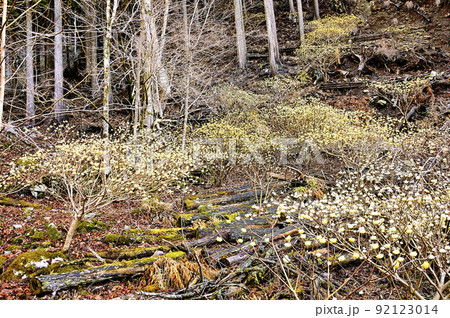 丹沢の畦ヶ丸　ミツマタ咲く森 92123014