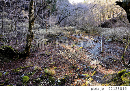 丹沢の畦ヶ丸 ミツマタ咲く大滝沢コースの登山道 丹沢の畦ヶ丸 ミツマタ咲く大滝沢コースの登山道 92123016