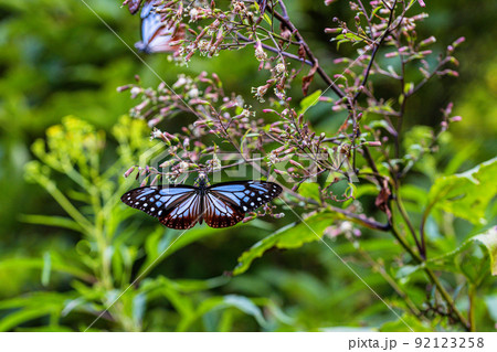 【新潟県・アサギマダラ】佐渡ヶ島を舞う旅する蝶・アサギマダラ 8月 【新潟県・アサギマダラ】佐渡ヶ島を舞う旅する蝶・アサギマダラ 8月 92123258