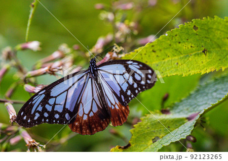 【新潟県・アサギマダラ】佐渡ヶ島を舞う旅する蝶・アサギマダラ 8月 92123265