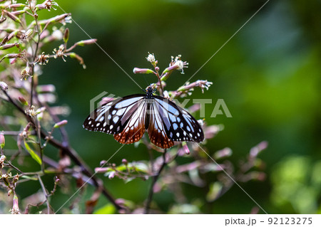 【新潟県・アサギマダラ】佐渡ヶ島を舞う旅する蝶・アサギマダラ 8月 92123275