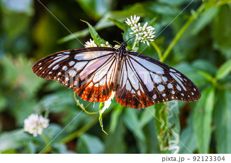 【新潟県・アサギマダラ】佐渡ヶ島を舞う旅する蝶・アサギマダラ 8月 【新潟県・アサギマダラ】佐渡ヶ島を舞う旅する蝶・アサギマダラ 8月 92123304