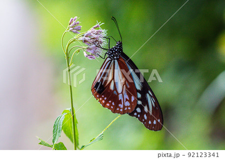 【新潟県・アサギマダラ】佐渡ヶ島を舞う旅する蝶・アサギマダラ 8月 【新潟県・アサギマダラ】佐渡ヶ島を舞う旅する蝶・アサギマダラ 8月 92123341