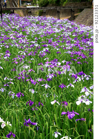高瀬裏川花しょうぶまつり　歴史ある石橋、石垣と花しょうぶの風情ある風景 92123351