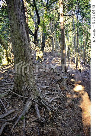 丹沢の相州アルプス 荻野高取山の森を通る登山道 丹沢の相州アルプス 荻野高取山の森を通る登山道 92123448
