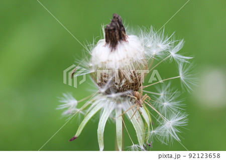 たんぽぽ 92123658