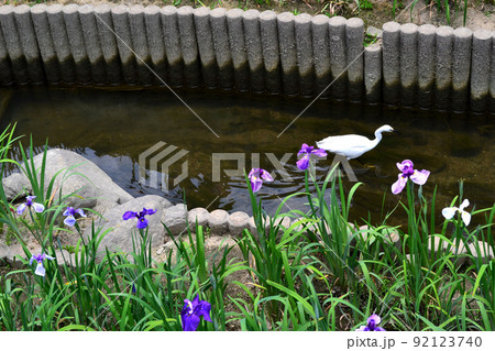 高瀬裏川花しょうぶまつり　歴史ある石橋、石垣と花しょうぶの風情ある風景 92123740