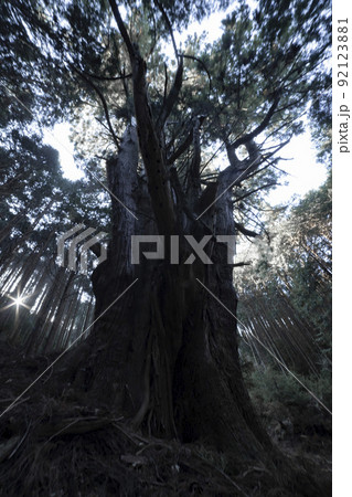 静岡県沼津市戸田　河内の大杉【森林イメージ】 92123881