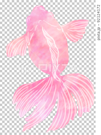 金魚_淡いピンク 92124172