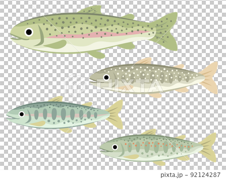 河魚的插圖集（虹鱒魚、紅點鮭、山梅鱒魚、amago） 92124287