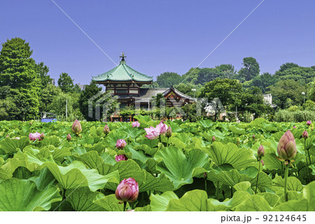 東京都 上野公園 不忍池 蓮の花 東京都 上野公園 不忍池 蓮の花 92124645