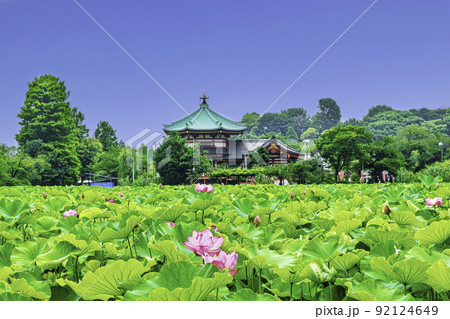 東京都 上野公園 不忍池 蓮の花 東京都 上野公園 不忍池 蓮の花 92124649