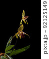 Blooming paphiopedilum rothschildianum stem on black background 92125149