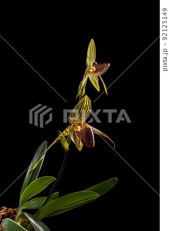 Blooming paphiopedilum rothschildianum stem on black background 92125149