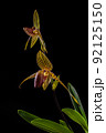 Close-up of endemic paphiopedilum rothschildianum specie on black background 92125150