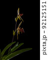 Stem of paphiopedilum rothschildianum in bloom on black background 92125151