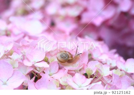 かたつむり6987 92125162