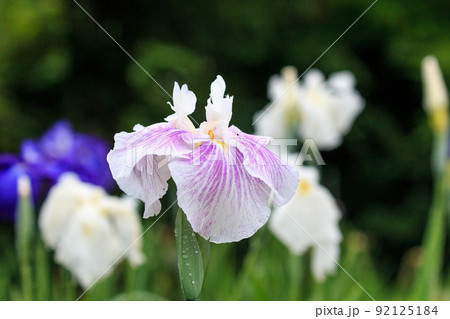 北海道苫小牧市、朝露が滴る錦大沼ハナショウブ園のハナショウブ【7月】 92125184