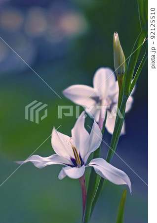 夕方の光が描く凛としたアシダンセラ 92125510