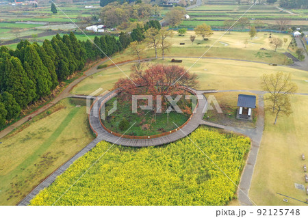 早朝の阿蘇一心行の大桜の空撮 早朝の阿蘇一心行の大桜の空撮 92125748