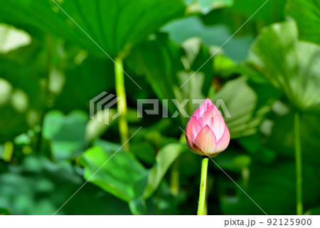 上野公園 不忍池 ハスの花 上野公園 不忍池 ハスの花 92125900