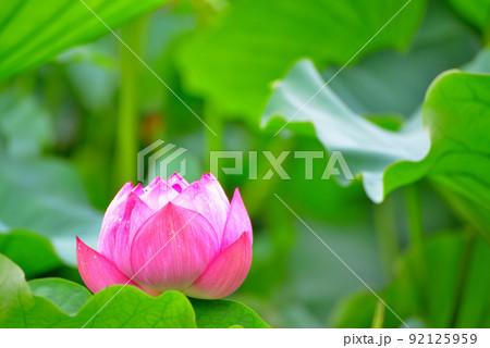 上野公園 不忍池 ハスの花 上野公園 不忍池 ハスの花 92125959