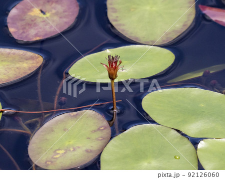 水面に出ているジュンサイの花 水面に出ているジュンサイの花 92126060
