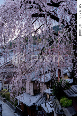 春の京都市東山祇園白川の桜を撮影 春の京都市東山祇園白川の桜を撮影 92126185