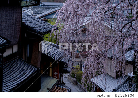 春の京都市東山祇園白川の桜を撮影 92126204